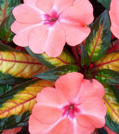 New Guinea Impatiens Celebrette Light Coral